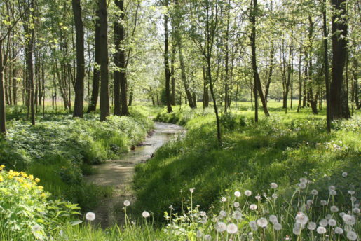 kulturpark-neubrandenburg-bach
