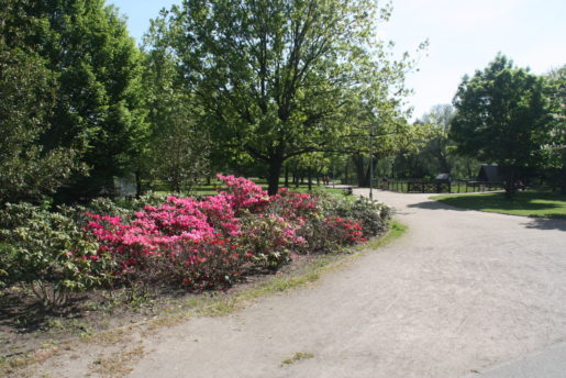 kulturpark-neubrandenburg-blumen