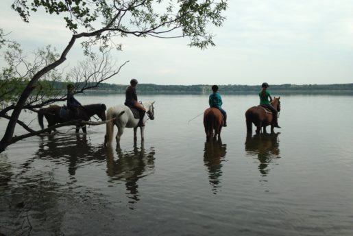 landhof-zur-meierei-reiten-tollensesee-01