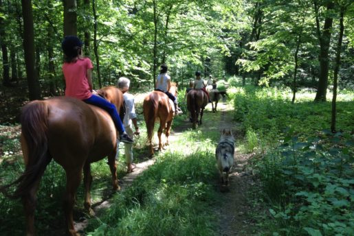 landhof-zur-meierei-reiten-wald